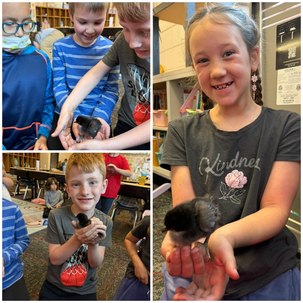 holding chickens
