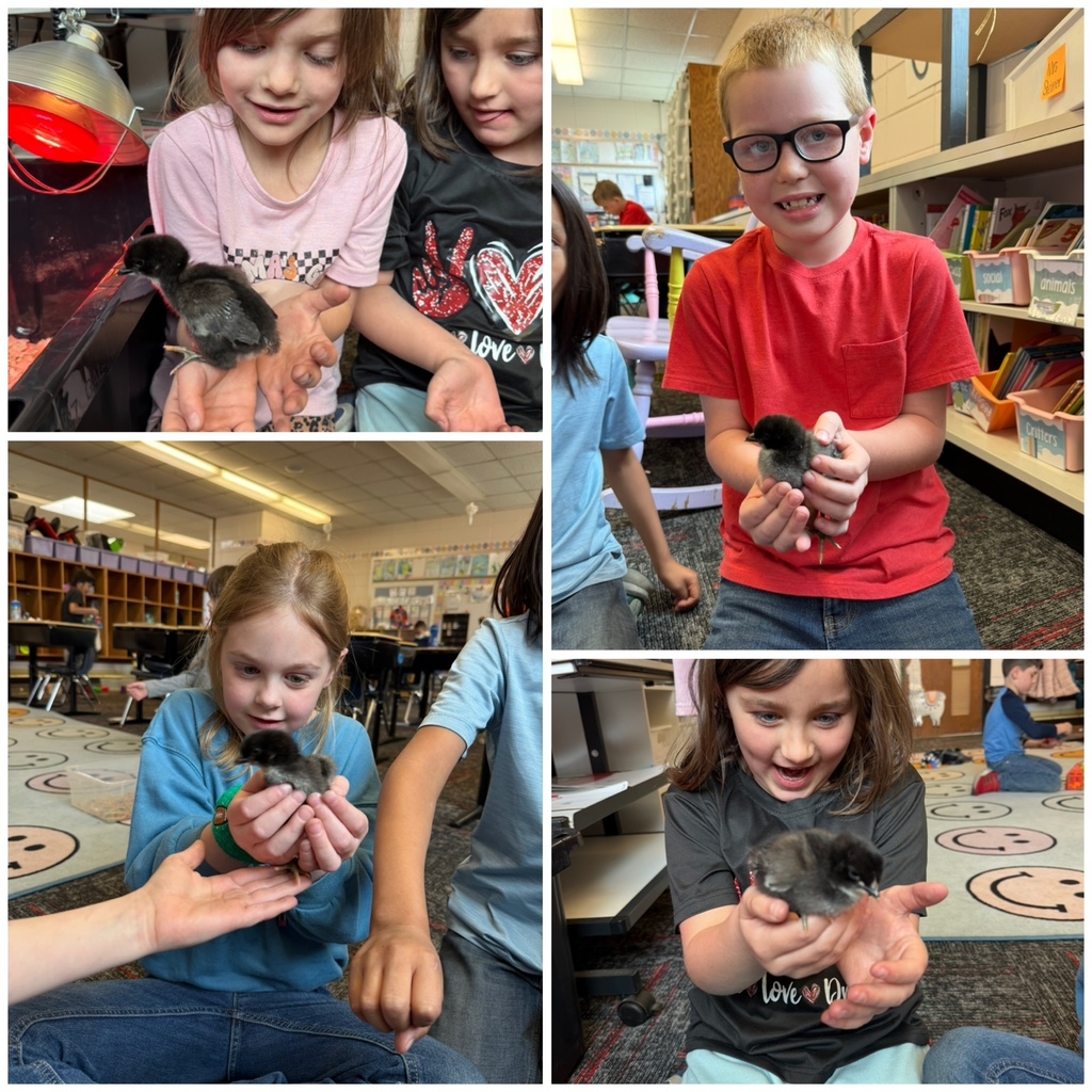 holding chickens