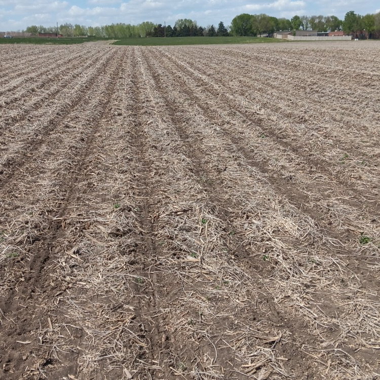 no till