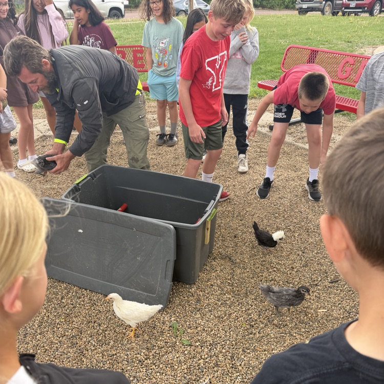 Beadle fourth graders in Mrs. Lukkes's class had some surprise visitors today. They got to see and learn about a classmate's chickens! We also learned how many of our classmates also had chickens at home too!