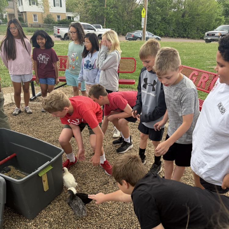 Beadle fourth graders in Mrs. Lukkes's class had some surprise visitors today. They got to see and learn about a classmate's chickens! We also learned how many of our classmates also had chickens at home too!