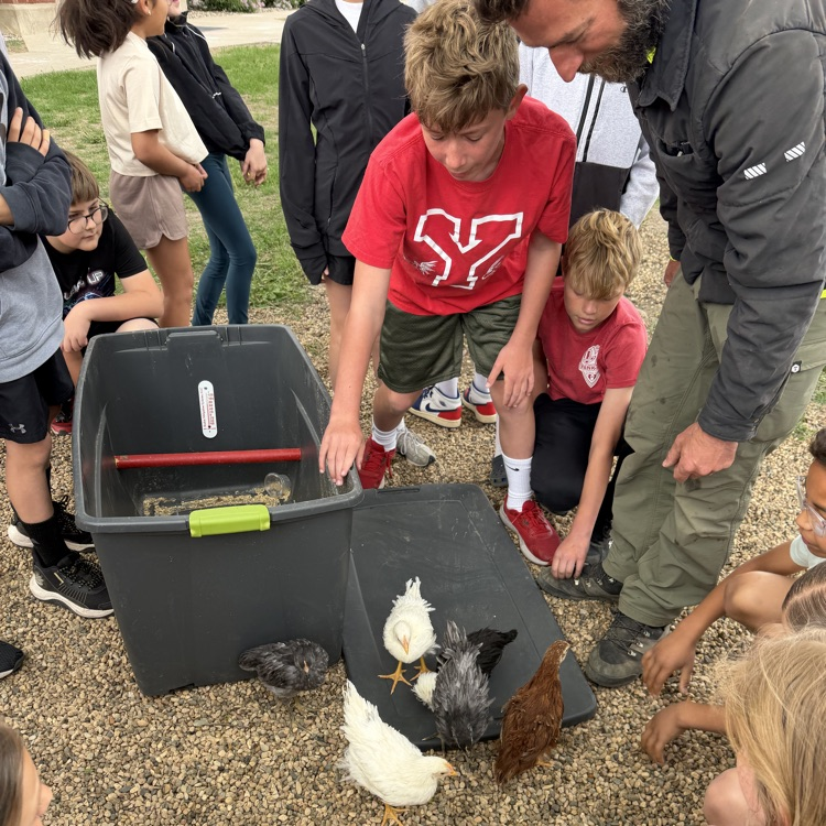 Beadle fourth graders in Mrs. Lukkes's class had some surprise visitors today. They got to see and learn about a classmate's chickens! We also learned how many of our classmates also had chickens at home too!