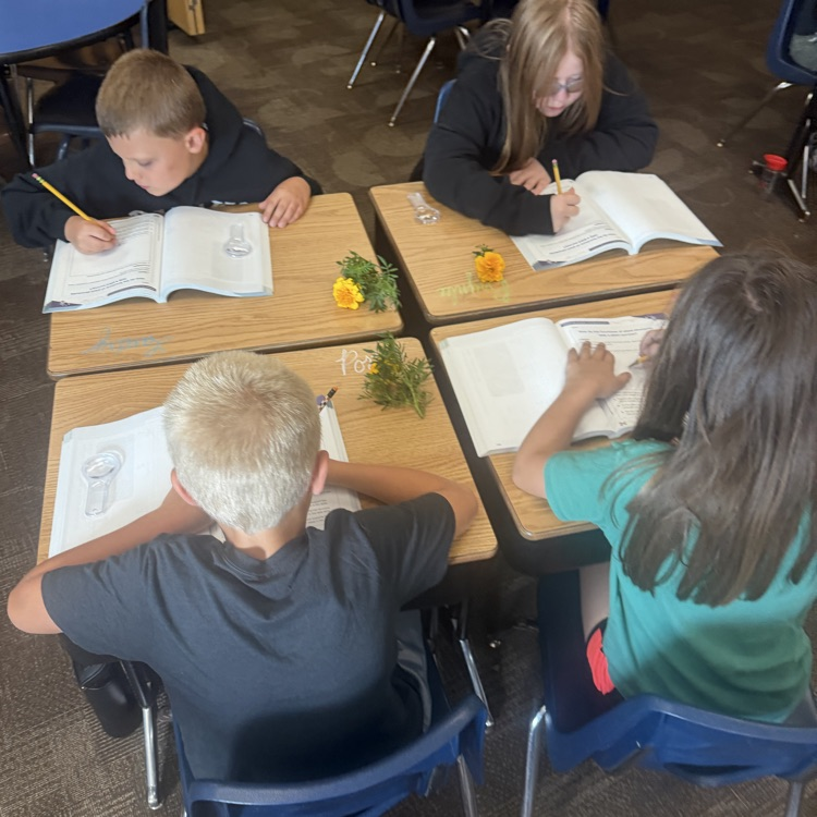 Beadle 4th graders in Mrs. Lukkes's class put on their science hats and got to investigate and observe marigolds. They sketched the plant parts. They explored their functions and had discussions with partners.