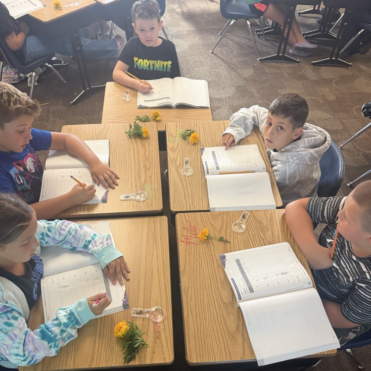Beadle 4th graders in Mrs. Lukkes's class put on their science hats and got to investigate and observe marigolds. They sketched the plant parts. They explored their functions and had discussions with partners.