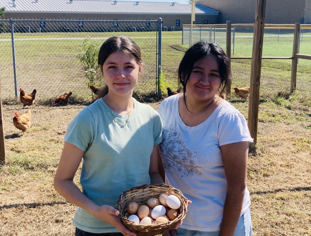 eggs