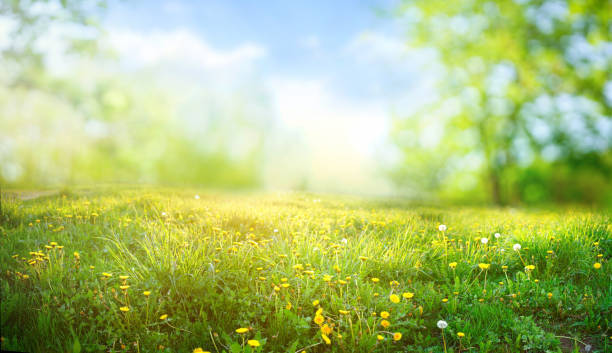 Summer field of flowers