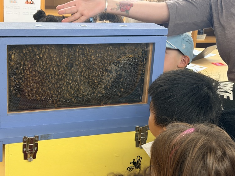 bees