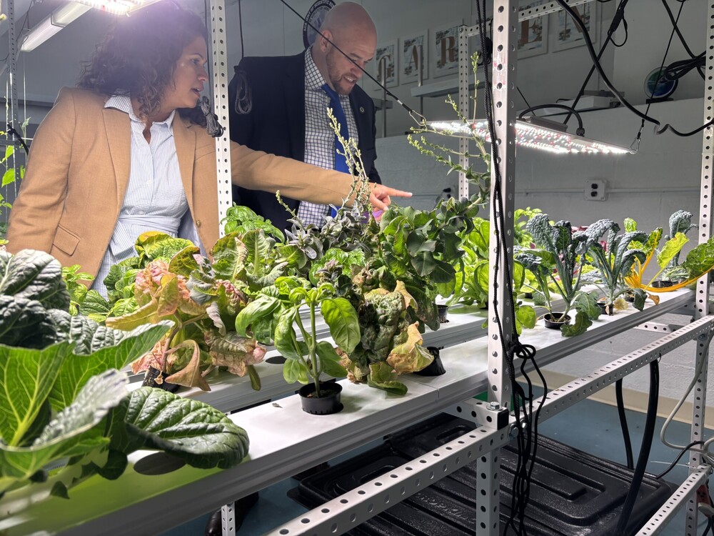 Hydroponics plants
