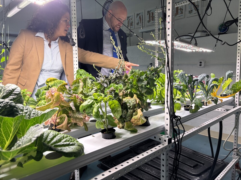 Hydroponics plants