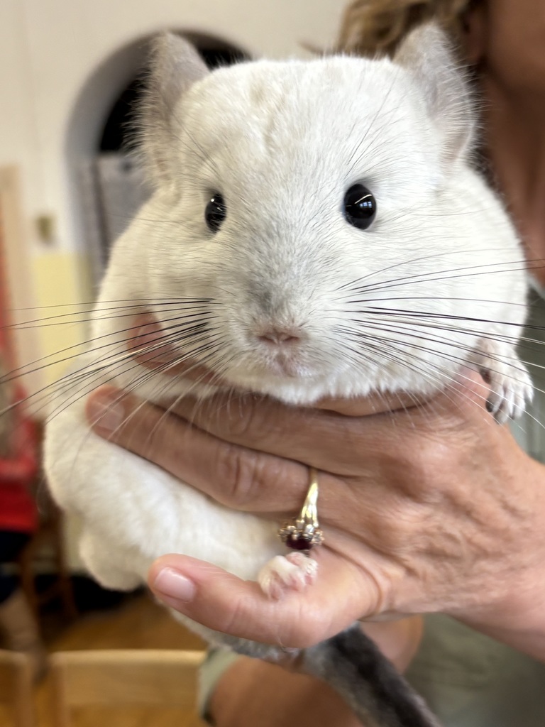 chinchilla