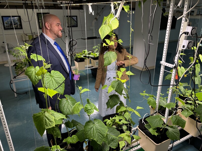 Hydroponics vines