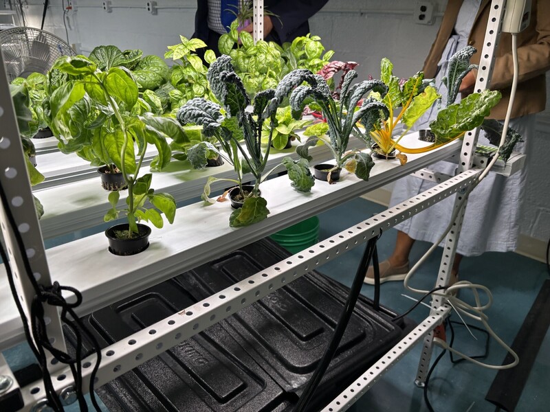 Hydroponics plants