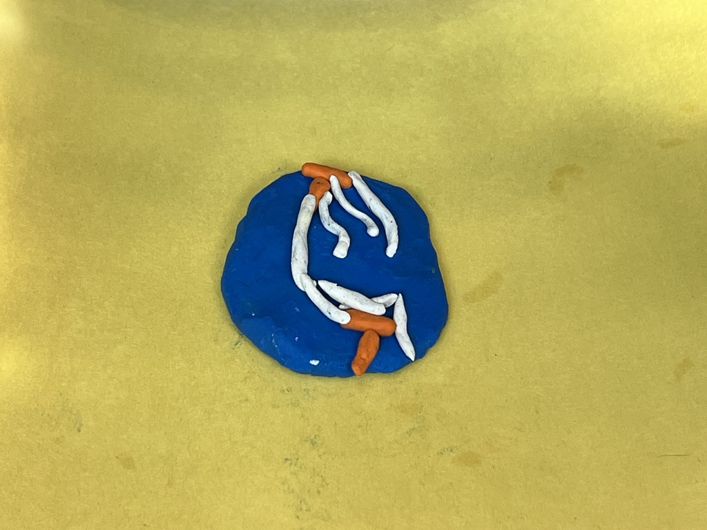 Cell Mitosis in Mrs. Liptak's Class