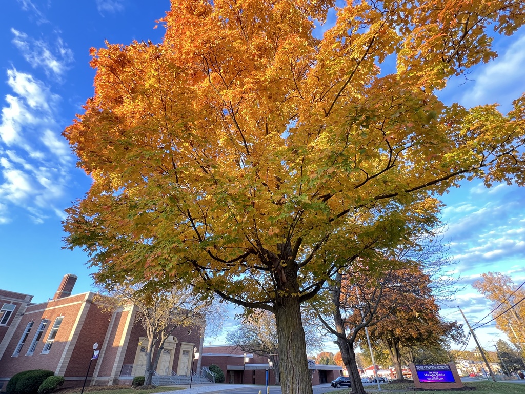 York Central School front tree