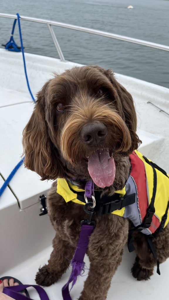 Therapy Dog Luna