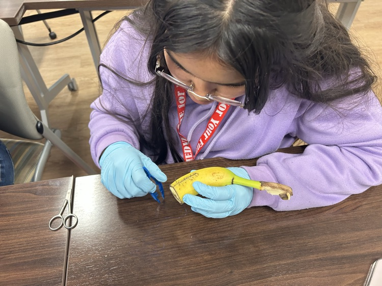 student practicing sutures on a banana