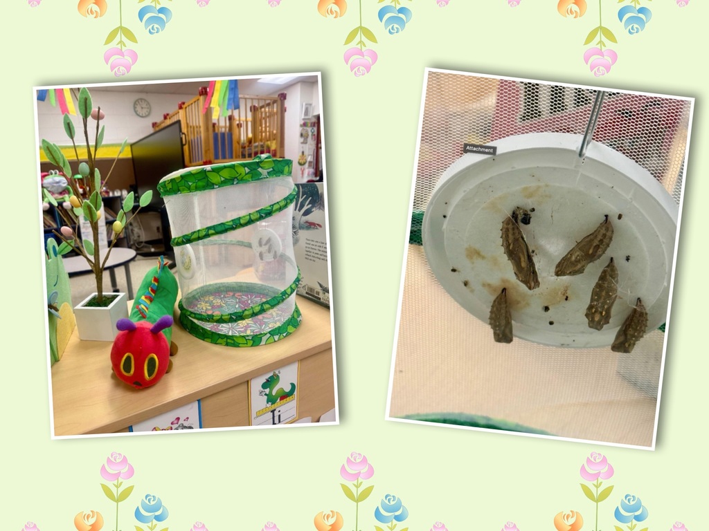 butterfly cycle picture