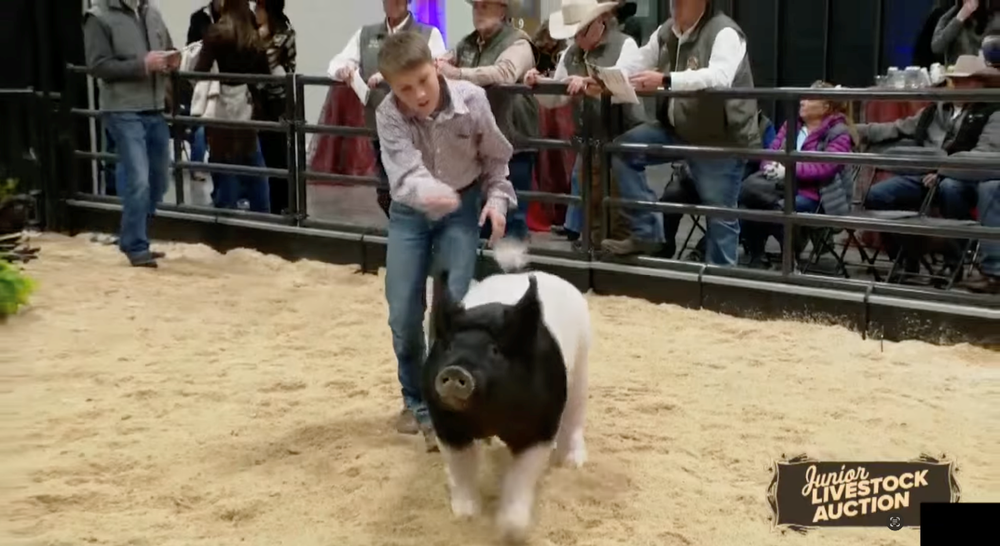 Livestock Show