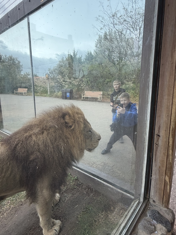 lion