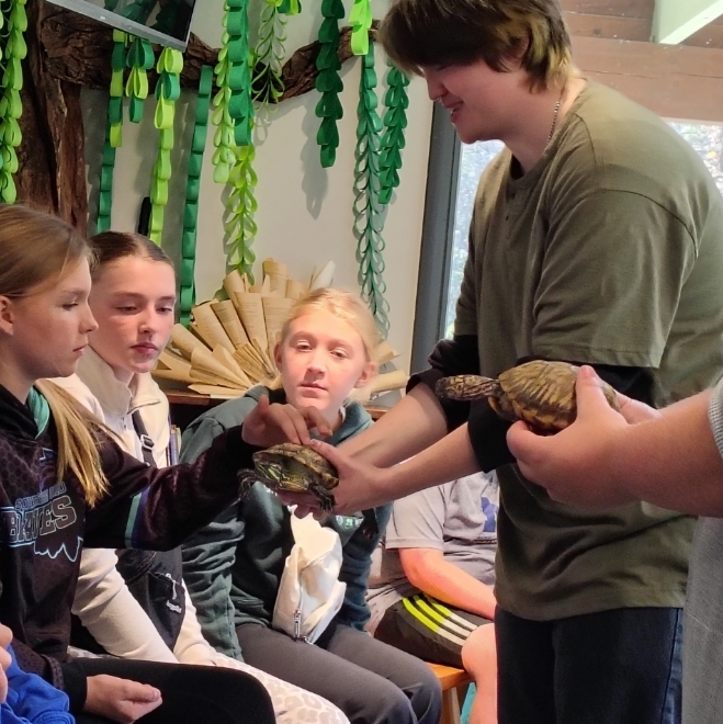 snapping turtles and box turtles