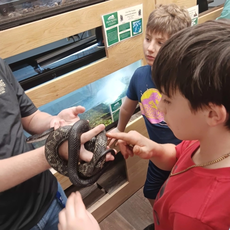 Ohio black snake