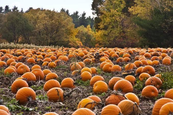 Pumpkin Patch